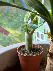 Mini rosa del desierto, Adenium obesum, color sorpresa Foto del cliente 2