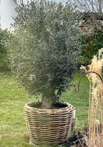 VAN DER LEEDEN DRYPOT® Rattan Pflanzkübel Grau Ø 83 cm - Sylter Körbe Kunden-Foto 1