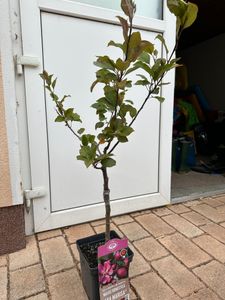 Malus domestica 'Baya Marisa'® červené jablko s červenou dužinou, 5 l kvetináč Fotografia od zákazníka č. 1