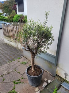 XXL olivovník, věk 25–30 let, odrůda Olea Europaea, vysoký kmen, výška 160–200 cm, tvarovaný keř, obvod kmene cca 20 cm. Středozemní olivovník Fotografie od zákazníka č. 14