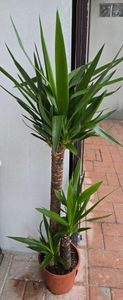 Yucca elephantipes 130-140 cm - Lys de palmier géant - Yucca palmier - Lys de palmier Photo du client 1