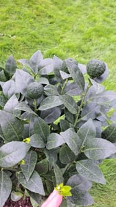 Rode Limetta Pursha: 70–100 cm | Citrus limetta: Zoete citroen | Mediterrane citrusplant voor terras, tuin en wintertuin Klantenfoto 1