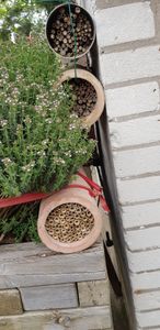 BEESI 500x Bambusgras für Insektenhotel I 14 cm Länge I 3-7mm ⌀ I Füllmaterial Bienenhotel, Wildbienen Nistmaterial Kunden-Foto 2