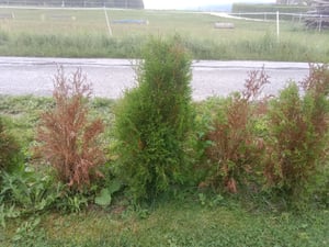 Thuja occidentalis Smaragd 80-100 cm SMARAGD LEBENSBAUM Kunden-Foto 12