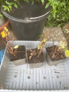Bloomique - Zestaw 3 sztuk - Dicentra Spectabilis - Złamane serce - Obfite kwitnienie - Odporna na zimę - Bylina - Wysokość 10-20 cm - Doniczka 9 cm Zdjęcie produktu od klienta nr 2