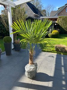 Palme XL 120-150 cm Trachycarpus fortunei, Hanfpalme, winterhart bis -18°C Kunden-Foto 3