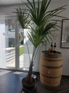 XXL Palme Stammhöhe 40-50 cm winterhart 160-180 cm Trachycarpus fortunei, Hanfpalme, Kunden-Foto 43