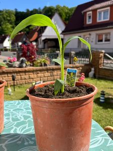 BALDUR Garten 1x Winterharte Banane 'grün', Pflanze im 12 cm-Topf, Faserbanane Bananenbaum Musa basjoo Bananenpflanze, mehrjährige winterharte Staude, Bananen-Früchte essbar Kunden-Foto 1