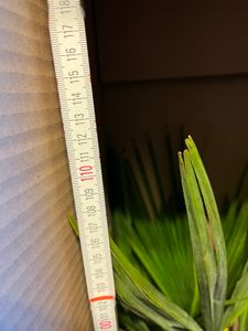 Seltene Trachycarpus Wagnerianus Hanfpalme bis 120 cm Höhe Frosthart bis -19 Grad Kunden-Foto 25