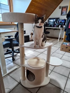 COSTWAY 105 cm kraboom, meerlaags speeltoestel met sisal krabpalen, kattenhuis, pluche ligplaats en een speelgoedmuis-activiteitencentrum voor kittens Klantenfoto 1