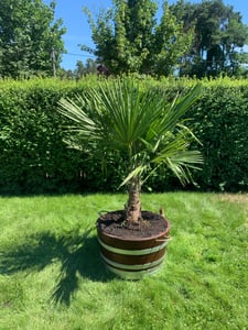 XXL Palme Stammhöhe 40-50 cm winterhart 160-180 cm Trachycarpus fortunei, Hanfpalme, Kunden-Foto 21