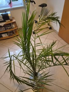 2 Stück 70-100 cm Phoenix canariensis kanarische Dattelpalme kanarische Dattelpalme kräftige Palmen keine Jungpflanzen Kunden-Foto 5