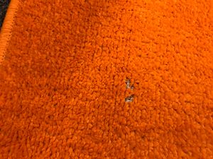 Tapis d'extérieur Tapiso MONO, rond, moderne, uni, pour l'intérieur et l'extérieur,  Oeko-Tex, 240 x 240 cm Photo du client 2