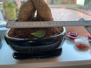vaso per bonsai con sottovaso, misura 5 - nero antracite - rettangolare - modello gb5 - lunghezza 31 cm - larghezza 25 cm - altezza 10 cm Foto del cliente 1
