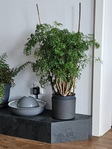 Bloomique - Polyscias Fruticosa - Aralie - Zimmerpflanzen - Luftreinigend - Tierfreundlich - Zimmerpflanzen - 50-70 cm Hoch - Topf 17 cm Kunden-Foto 1