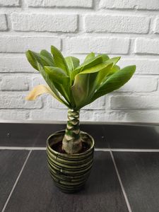 BALDUR Garten 2er Zimmerpflanzen-Mix Südsee, Pflanzen im 12 cm-Topf, 1 Pflanze Hawaii-Palme und 1 Pflanze Ananaspflanze Corona, blühende Zimmerpflanzen, mehrjährig - frostfrei halten Kunden-Foto 1