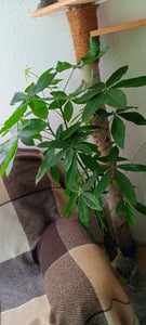 [Palmenlager] - XL Pachira aquatica 170 cm - Glückskastanie/Zimmerpflanze Kunden-Foto 1
