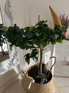 Grünwaren: echter Zitronenbaum 70 - 100 cm Zitrone Citrus Limon Zitruspflanze Kunden-Foto 3