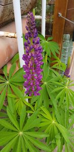 BEESI 500x Bambusgras für Insektenhotel I 14 cm Länge I 3-7mm ⌀ I Füllmaterial Bienenhotel, Wildbienen Nistmaterial Kunden-Foto 3