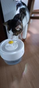 Katzenbrunnen kabellos, 1 L ultraleiser Trinkbrunnen, 1000mAh automatischer Haustierbrunnen mit Bewegungsmelder, inkl. Aktivkohlefilter Kunden-Foto 2