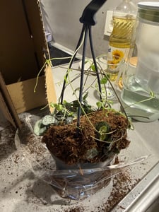Ceropegia - Ceropegia linearis Woodii - Wysokość 20-30cm - ⌀14cm Zdjęcie produktu od klienta nr 2
