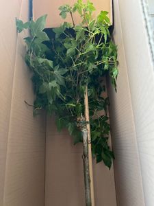 Ginkgo Mariken Kugelbaum Hochstamm 160-170 cm – winterharter Fächerblattbaum mit runder Krone Kunden-Foto 3