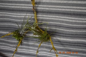 OmniPlants – Tillandsien 5er-Mix mit EXTRA T. fuchsii var gracilis, luftreinigende Air Plants, pflegeleicht, natürliche Deko, Gärtnereizucht Kunden-Foto 1