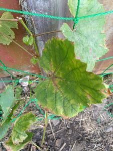 Vitis vinifera Chardonnay - 3er Set - Weinrebe - Topf 9cm - Höhe 25-40cm Kunden-Foto 8
