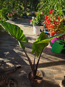 Alocasia „Black Cobra“ – Čierna kobra – Sloní ucho – Šípová list – 14 cm kvetináč Fotografia od zákazníka č. 1