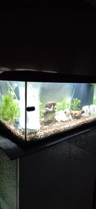 Dehner Aqua Aquarium Starterset 80, ca. 81 x 36 x 45 cm, inkl. Futter und Pflegeprodukten Kunden-Foto 3
