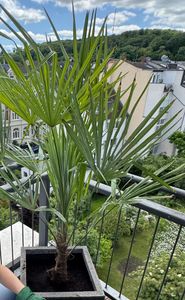 XXXXL 210 - 230 cm Trachycarpus fortunei Hanfpalme, winterharte Palme bis -18°C Kunden-Foto 8