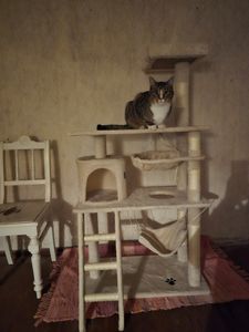 tectake® Kratzbaum Marcel 141 cm inklusive Treppe, Spielkordel und Kippschutz Kunden-Foto 23