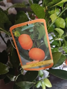 Satsuma Mandarine Citrus unshiu – winterharter Mandarinenbaum 70–100 cm inkl. Topf – Kübelpflanze, essbare Früchte Kunden-Foto 6