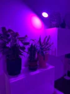 Lampe LED pour plantes à spectre complet, lampe de culture avec 3 modes d'éclairage, éclairage pour plantes, lampe de culture pour plantes d'intérieur/serre/fleurs - Retoo Photo du client 2