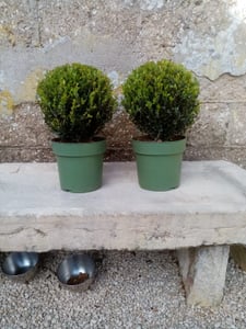 Plants by Frank | Echte Stechpalme Kugel XL | Ilex Crenata 'Jenny' | Set von 2 Stück | Buchsbaum Ersatz | Ilex | Gartenpflanzen | Buchsbaum Kunden-Foto 1