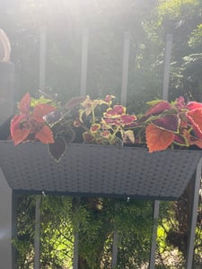 Blumenkasten 49x16x17,5 cm 12 Liter Selbstbewässerungssystem Geländerkasten Balkonkasten Ratolla Blumentopf Anthrazit Kunden-Foto 1