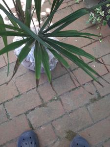 Palme ist welk.