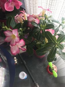Wüstenrose - Adenium obesum 'Pink Star' - Höhe 30-45cm - ⌀13cm Kunden-Foto 2