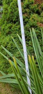 Extrem Frostharte Trachycarpus geminisectus bis 160cm Frosthart bis -19 Grad Kunden-Foto 2