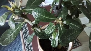 Bloomique - Adenium Obesum - Wüstenrose - blühend - Zimmerpflanzen - sehr pflegeleicht - Topf 13 cm - 25-35 cm hoch Kunden-Foto 2
