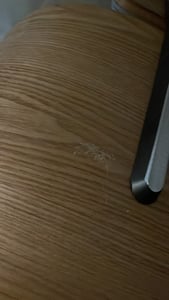 Fotel fryzjerski Imperia hydrauliczny obrotowy do salonu fryzjerskiego podnóżek chromowany krzesło fryzjerskie Zdjęcie produktu od klienta nr 1