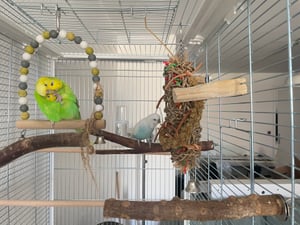 Velká klec pro ptáky budgerigar kanár velký papoušek s venkovním posezením Fotografie od zákazníka č. 1