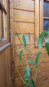 Dwergnectarine, *Prunus persica nucipersica*, stamplant 100–120 cm – Klein formaat fruitboom, nectarineboom voor tuin en pot Klantenfoto 9