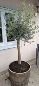 Olivenbaum Olive "Angebot" 150 - 180 cm, beste Qualität, winterhart, Olea Europaea Kunden-Foto 29