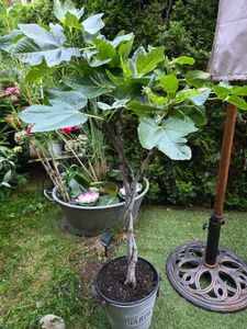 Feigenbaum - hell UND dunkel - in 1 Topf, Obstbaum, winterhart, Ficus Carica, Feige Kunden-Foto 8