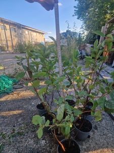Sibirische Blaubeere 60 cm – Honigbeere (Lonicera caerulea kamtschatica) winterhart, essbare Beeren, Beerenstrauch für Garten & Balkon Kunden-Foto 3