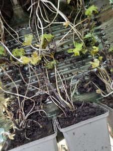 6x Delphinium (P) M.Fount.Pure White P9H20 Kunden-Foto 3