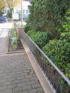 Kirschlorbeer Novita 20-40 cm, im Topf - Prunus laurocerasus, immergrün Kunden-Foto 2