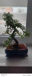 Bonsai Baum mit Keramik Blumentopf - Ligustrum, Ficus, Carmona, Podocarpus, Chinese elm - ca. 6-9 Jahre (20cm Schale ca. 8 Jahre, Chinese elm P20 S) Kunden-Foto 2