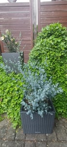 2x XXL Eucalyptus Busch Eukalyptusbaum 40 - 60 cm, Pflanze winterhart Kunden-Foto 8